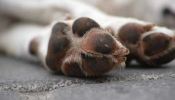 Mon chien ne revient pas quand je l’appelle : les solutions Mon chien ne revient pas quand je l’appelle : les solutions