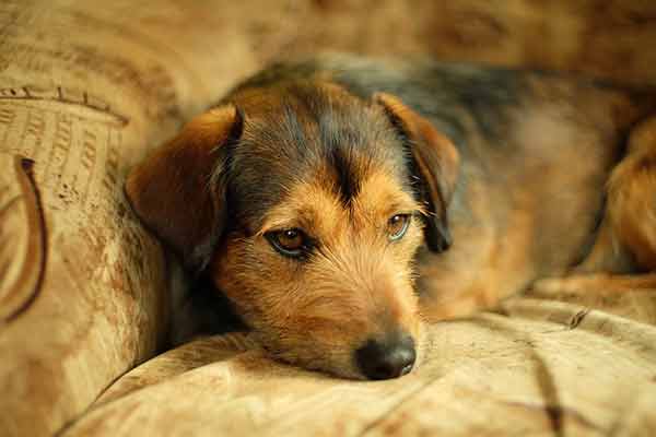 Mycoses cutanées chez le chien : symptômes et traitements Mycoses cutanées chez le chien : symptômes et traitements
