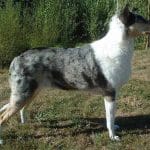 Race-Chien-Colley-à-poil-court