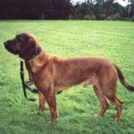 Race-Chien-Rouge-de-Hanovre