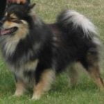 Race-Chien-finnois-de-Laponie