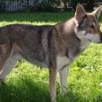 Race-Chien-loup-de-Saarloos