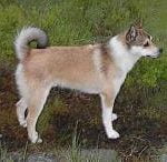 Race-Chien-norvégien-de-Macareux
