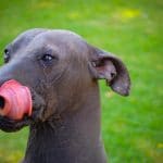 Race Chien nu mexicain