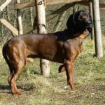 Race-Chien-rouge-de-Bavière