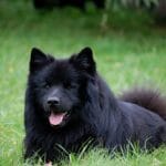 Race Chien suedois de Laponie