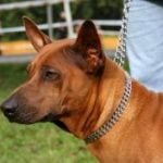 Race-Chien-thaïlandais