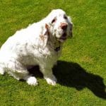 Race-Clumber-Spaniel