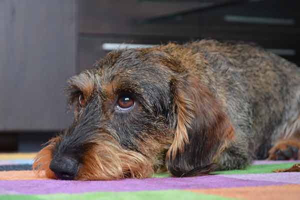 Dermatite atopique chez le chien : causes et traitements Dermatite atopique chez le chien : causes et traitements
