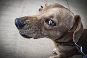 Mon chien grogne : pourquoi et comment réagir Mon chien grogne : pourquoi et comment réagir