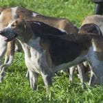 race-chien-grand-anglo-francais-tricolore