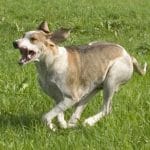 race-chien-grand-anglo-francais-blanc-et-orange