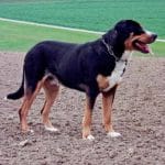 race-chien-grand-bouivier-suisse