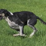 race-chien-grand-anglo-francais-noir
