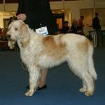 race-chien-grand-griffon-vendeen