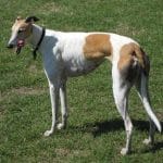 race-chien-greyhound