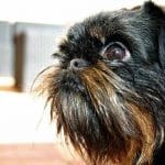race-chien-griffon-belge