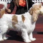 race-chien-grand-basset-griffon-vendeen