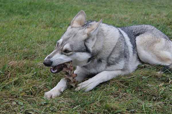 Mon chien mange tout ce qu'il trouve : causes et solutions Mon chien mange tout ce qu'il trouve : causes et solutions
