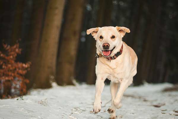 Rencontre mon chien