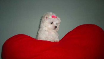 Hyper attachement chez le chien : symptômes et solutions Hyper attachement chez le chien : symptômes et solutions