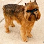 race-chien-griffon-bruxellois
