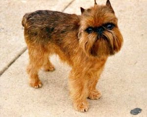 Griffon Bruxellois Brown Dog Breeds Griffon Bruxellois Brown Dog Breeds