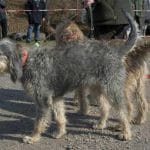 race-chien-griffon-nivernais