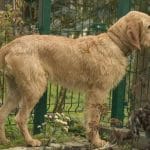 race-chien-griffon-fauve-de-bretagne