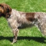 race-chien-griffon-a-poil-dur-korthals