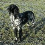 race-chien-grand-munsterlander