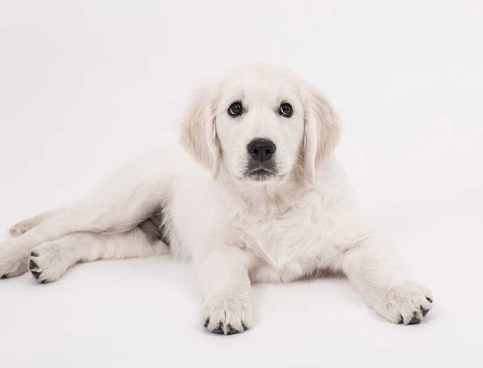 Mon chien ne mange plus : causes et solutions Mon chien ne mange plus : causes et solutions