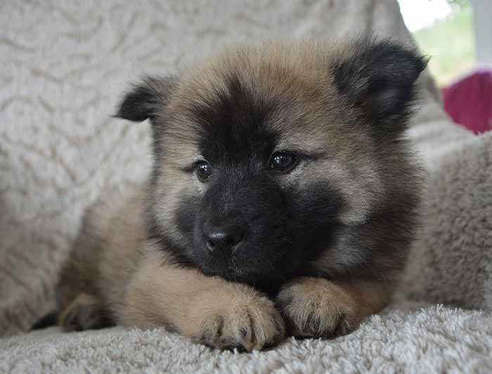 2017 quelle lettre pour les chiens