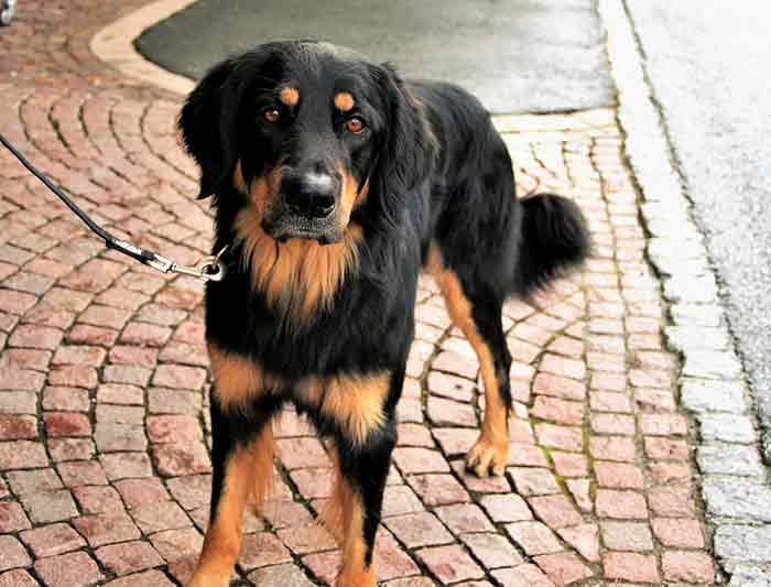 Comment dresser un chien a marcher au pied Comment dresser un chien a marcher au pied