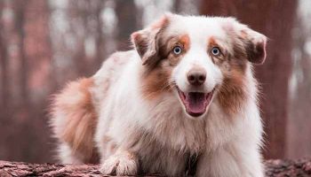 Mon chien est excité sexuellement : comment le calmer Mon chien est excité sexuellement : comment le calmer