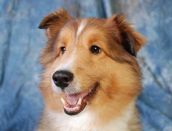 Education positive du chien : principes et bienfaits Education positive du chien : principes et bienfaits
