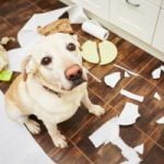 Mon chien est excité sexuellement : comment le calmer Mon chien est excité sexuellement : comment le calmer