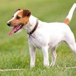 Race-chien-Parson-Russell-Terrier