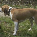 Race-chien-Petit-chien-courant-suisse