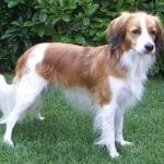 Race-chien-Petit-chien-hollandais-de-chasse-au-gibier-d-eau