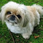 Race-chien-pekinois