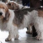 Race-chien-petit-basset-griffon-vendeen