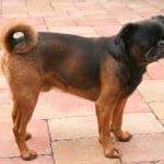 Race-chien-petit-brabancon