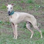 Race-chien-petit-levrier-italien