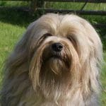 Race-petit-chien-lion