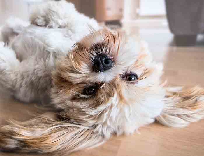 Apprendre des tours à son chien : règles et techniques Apprendre des tours à son chien : règles et techniques