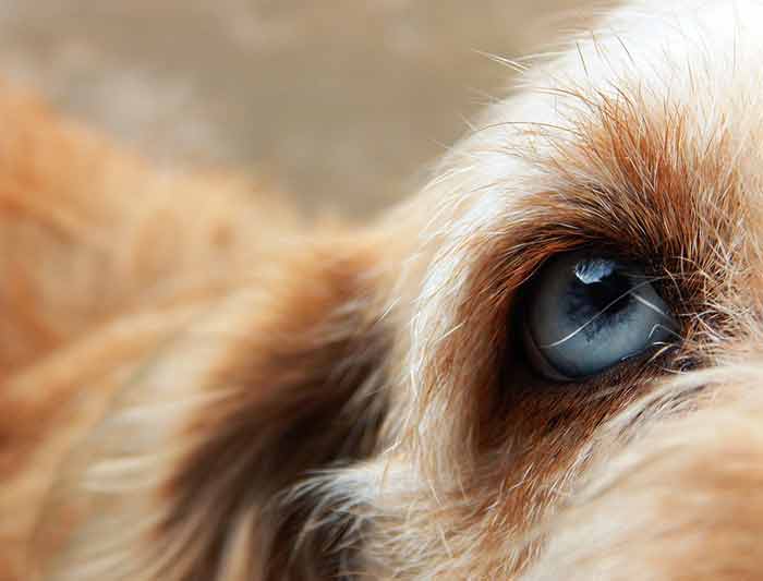 chez le chien symptômes, causes et traitements