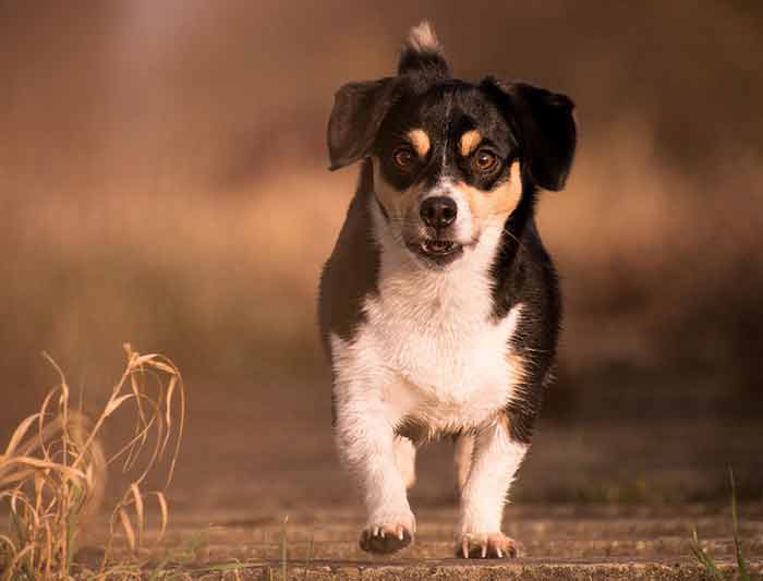 Mon chien a peur des autres chiens causes et solutions
