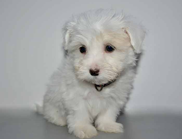 Apprendre à manipuler un chiot : 6 conseils pratiques Apprendre à manipuler un chiot : 6 conseils pratiques