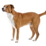 Race-chien-Pinscher-autrichien-a-poil-court